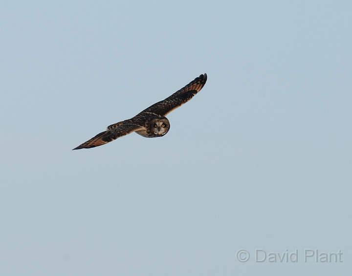 Short-eared owl - P.JPG - Short-eared owl - Gloucestershire